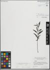 Foto von Salix repens subsp. rosmarinifolia (L.) Andersson